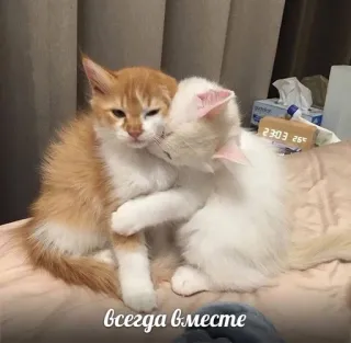 💖 42feff9d Всегда вместе кошки, объятия, милые, животные, дружба telegram sticker