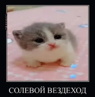 💘 493fa353 СОЛЕВОЙ ВЕЗДЕХОД котёнок, кот, мем, смешной, животное, милый telegram sticker