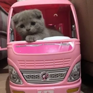 inst:mikkullan :: @fStikBot telegram stickers