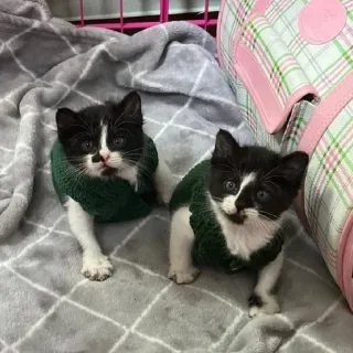 💘 7806e48f котята, кошки, животные, питомцы, милые, черно-белое, свитеры telegram sticker