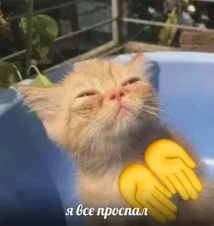 💖 7eb518fb я все проспал кот, сонный, мем, рыжий кот, милый, смешной, уставший telegram sticker