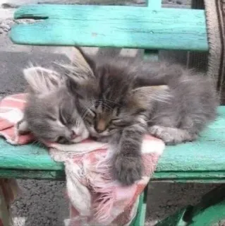 💘 864d0955 котята, кошки, спящие, животные, милые, питомец telegram sticker