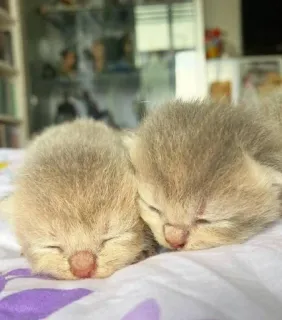 💘 896e56ae котёнок, кошки, милый, спящий, домашние животные, питомцы, животные telegram sticker