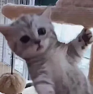 💗 89d86d95 кот, котенок, милый, домашнее животное, животное, кошачий telegram sticker