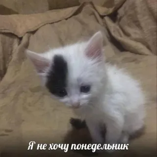 💖 9a7fd481 Я не хочу понедельник котёнок, кот, понедельник, грустный, милый, животное telegram sticker