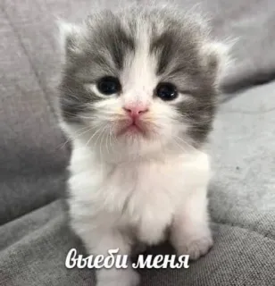 💘 a2401e6b выеби меня котёнок, милый, животное, питомец, кошка telegram sticker