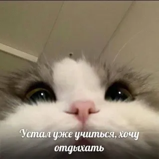 💖 a3a3f11f Устал уже учиться, хочу отдыхать кот, уставший, учеба, отдых, мем telegram sticker