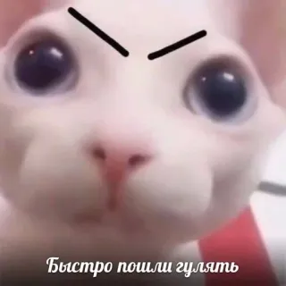 inst:mikkullan :: @fStikBot telegram stickers