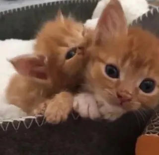 💓 adb640a8 котенок, кот, питомец, милый, животные, рыжий telegram sticker