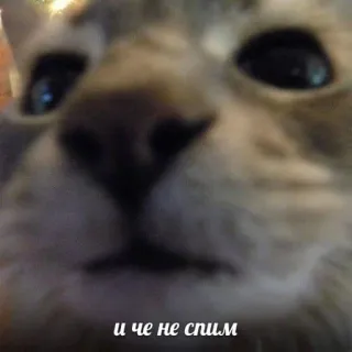 💘 b9e75c59 и че не спим кот, мем, смешной, животное, сонный telegram sticker
