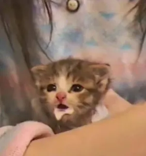 💘 c0958b62 котенок, кошка, молоко, милый, животное, питомец telegram sticker