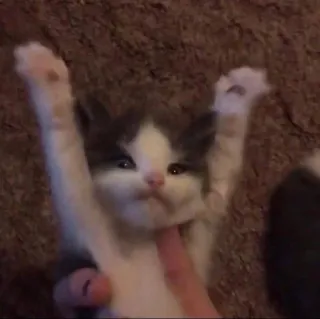 💗 c4f3a77c котенок, кошка, животное, милый, питомец telegram sticker