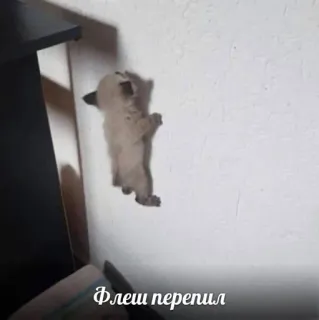 💗 cdbb2569 Флеш перепил котёнок, кошка, смешные, русский, текст, питомец, животное, мем telegram sticker