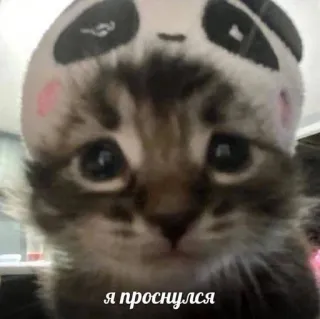 💘 d31be907 я проснулся кот, котенок, милый, животное, шапка панды telegram sticker