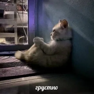 💗 d717fd0b грустно кот, грустный, милый, питомец, котенок, одинокий telegram sticker