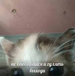 💖 df694653 не выебывайся и гулять выходи кот, мем, русский, животное, смешной, питомец telegram sticker