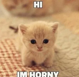 💘 dffce8ee HI
IM HORNY котенок, кот, юмор, мем telegram sticker