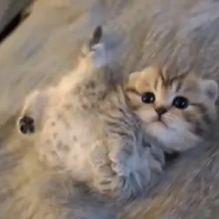 💘 e9e7e126 котёнок, милый, кошка, животное, домашний питомец, домашнее животное, кошачий telegram sticker