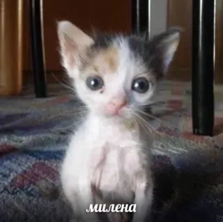 💘 f29a65e2 милена кот, котёнок, животное, милый, питомец telegram sticker