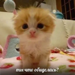 💗 f29c0bdd ты что обиделась? кот, котенок, милый, грустный, питомец, животное telegram sticker