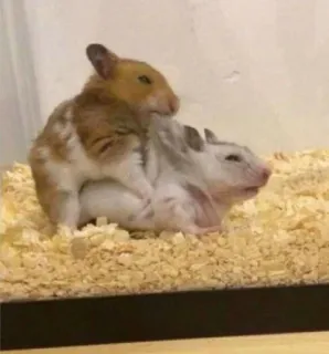 ๐ฅต 0e1cdf05 hamsters, animals, rodents, pets, breeding telegram sticker