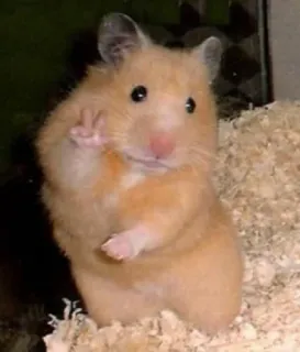 โ๏ธ 36e5501a hamster, animal, peace sign, rodent, cute telegram sticker