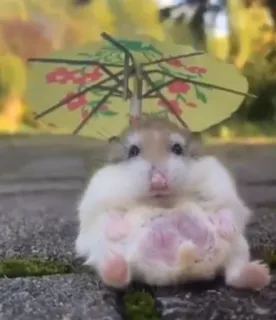 ๐ฅต 3719b0a9 hamster, animal, cute, parasol telegram sticker