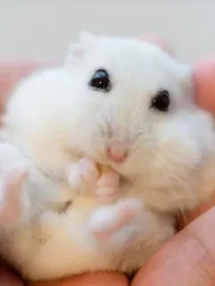 ๐ 456fcfc3 hamster, cute, white, animal, pet telegram sticker