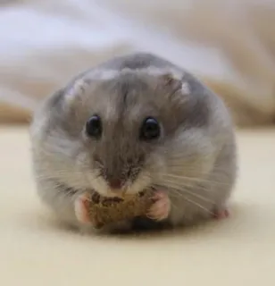๐ 506c8895 hamster, rodent, animal, cute, small, eating telegram sticker