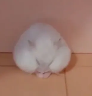 ๐ฅบ 55644bb1 hamster, white, animal, sleeping, rodent, cute telegram sticker