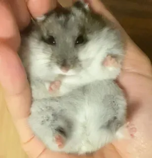 ๐ 79f85e2f hamster, cute, animal, pet, small, rodent, adorable telegram sticker