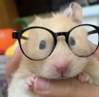 ๐ค 9cfb4a53 hamster, glasses, pet, animal, rodent, cute telegram sticker
