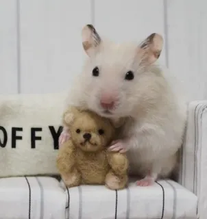 ๐งธ 9db9f16b OFFY hamster, rodent, pet, teddy bear, cute, animal telegram sticker