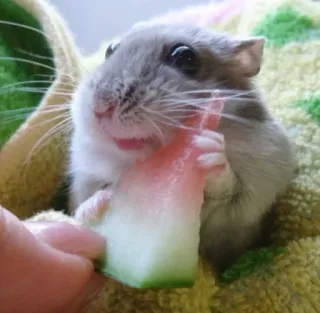 ๐ aefe7133 hamster, eating, watermelon, cute, animal, pet telegram sticker