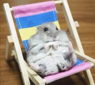 โ cce2067e hamster, beach chair, cute, animal, rodent, relaxing telegram sticker