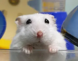 ๐ฅบ d9a38e64 hamster, animal, cute, white, rodent, pet telegram sticker