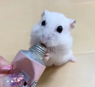 ๐ e0cf3d44 hamster, rodent, animal, pet, cute, white telegram sticker