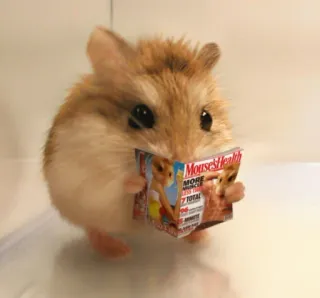 ๐ edd01909 Mouse Health hamster, reading, magazine, pet, rodent telegram sticker