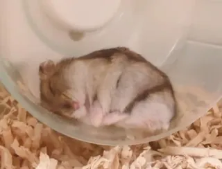 ๐ด ee1cb7d1 hamster, sleeping, wheel, pet, rodent, cute telegram sticker