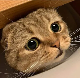 🥺 5abc82ab chat, animal, animal de compagnie, mignon, drôle, yeux telegram sticker