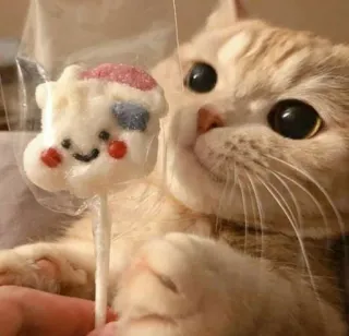 😊 6242290d chat, chaton, animal, animal de compagnie, mignon, sucette, bonbon, chamallow telegram sticker