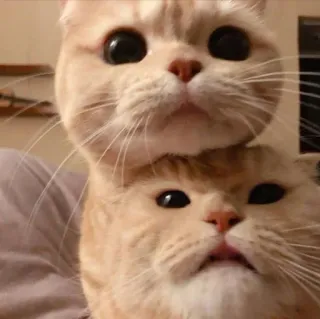 ❣️ 68ba6cbe chats, animaux, animaux de compagnie, mignon, chatons, pile, drôle, orange telegram sticker