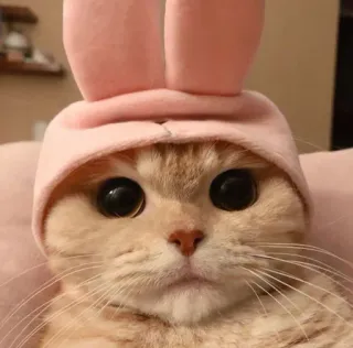 🐰 785d10ac chat, chaton, animal, animal de compagnie, chapeau lapin, mignon telegram sticker