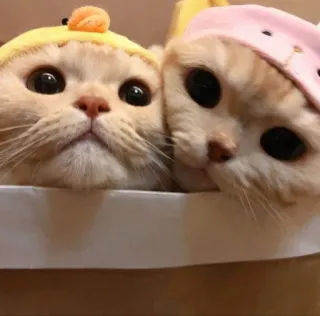 👩‍❤️‍💋‍👨 7969bf2b chats, animaux, animaux de compagnie, mignon, adorable, chatons telegram sticker