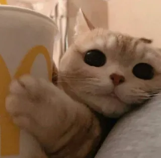 😍 92903426 chat, mcdonalds, boisson, mignon, animal, animal de compagnie telegram sticker