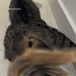 🌟 5a68b672 BEYONDLESS kucing, binatang, hewan peliharaan, hewan peliharaan, kucing berbaring telegram sticker