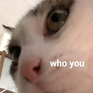 🙂 1769c275 who you 고양이, 애완동물, 동물, 밈, 질문 telegram sticker
