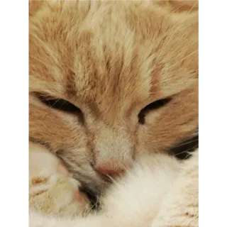 🙂 6649c6cf 고양이, 애완동물, 동물, 고양이과, 귀여운, 자는 telegram sticker