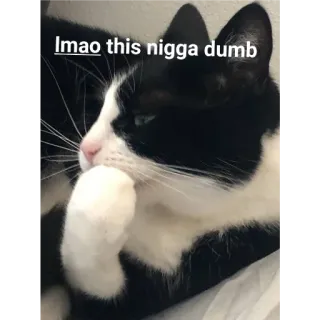 🙂 6a05fa28 lmao this nigga dumb 고양이, 턱시도 고양이, 웃긴, 밈, 불쾌한, 동물 telegram sticker