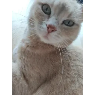 🙂 88fb3164 고양이, 동물, 애완동물, 가축, 고양이과 telegram sticker